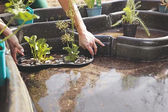 Person platziert Pflanzen in einem Teich